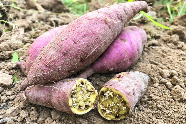 失敗の原因！サツマイモを腐らせる「低温障害」