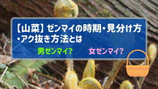 山菜 ゼンマイ 薇 の時期 見分け方 アク抜き方法を分かりやすく解説 アウトドアライフ