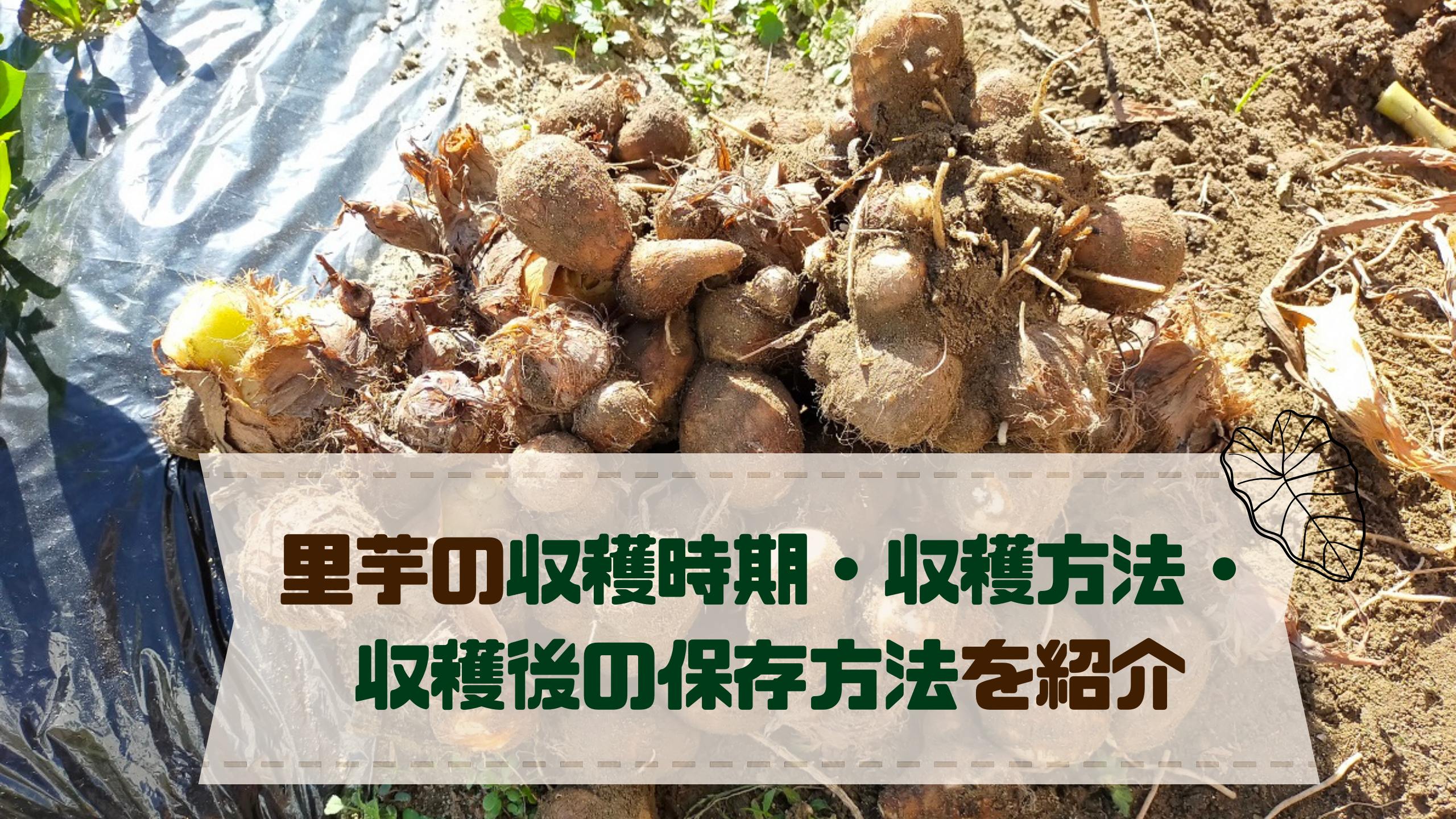 里芋の収穫時期とその方法 収穫後の保存方法を紹介 アウトドアライフ