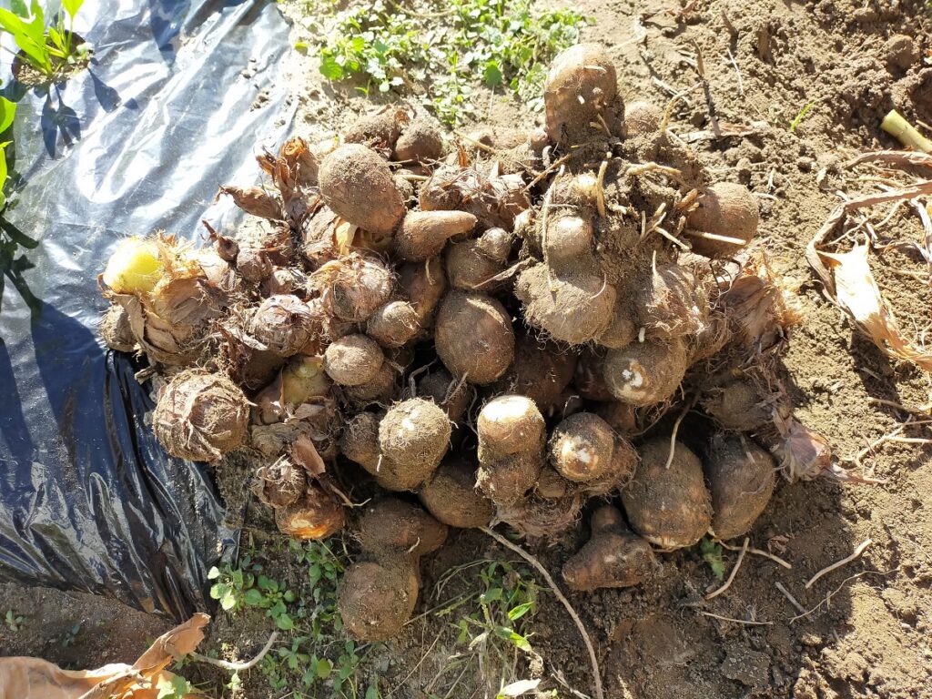 里芋の収穫方法