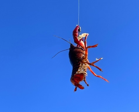 ザリガニ釣りの仕掛け・餌