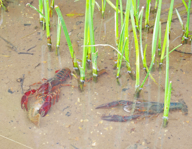 ザリガニは「要注意外来生物」に指定されている