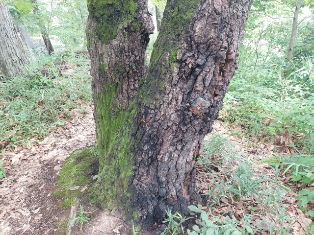 捕獲できる場所は？