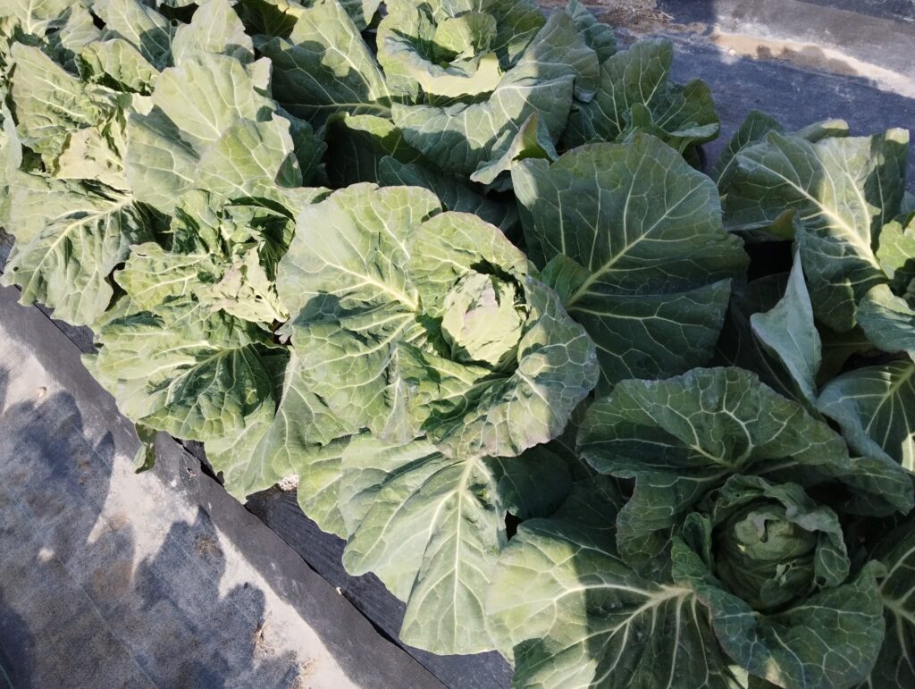 現在の野菜の栽培状況