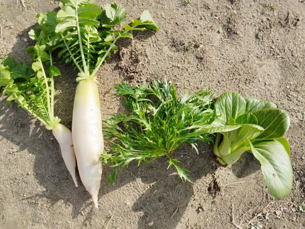 今日の収穫した野菜たち