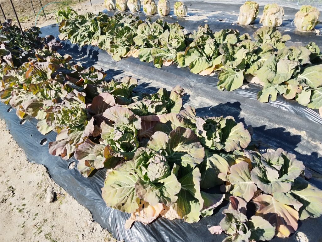 現在の野菜の栽培状況