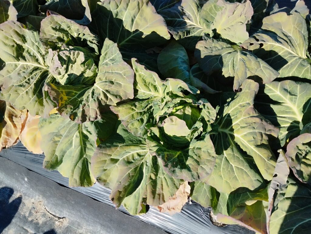 現在の野菜の栽培状況