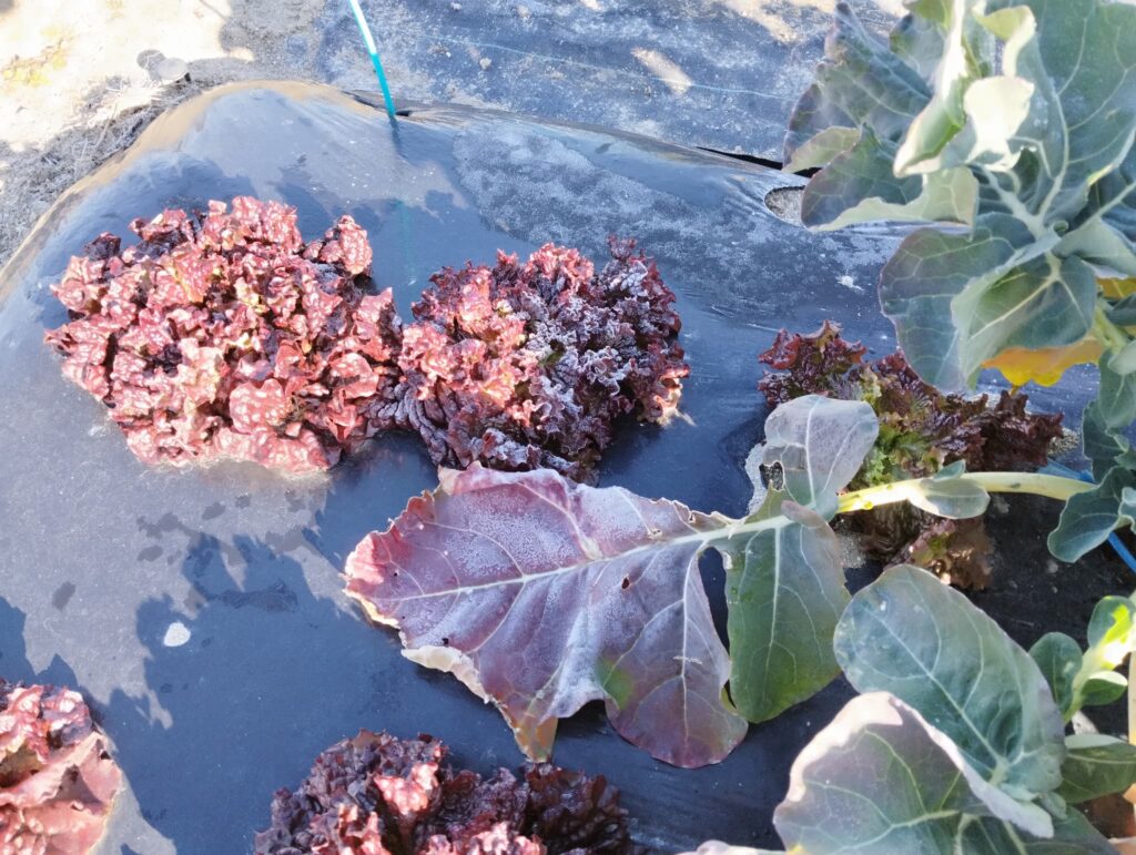 現在の野菜の栽培状況