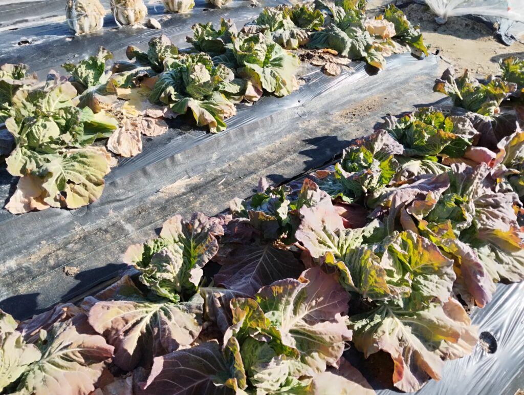 現在の野菜の栽培状況