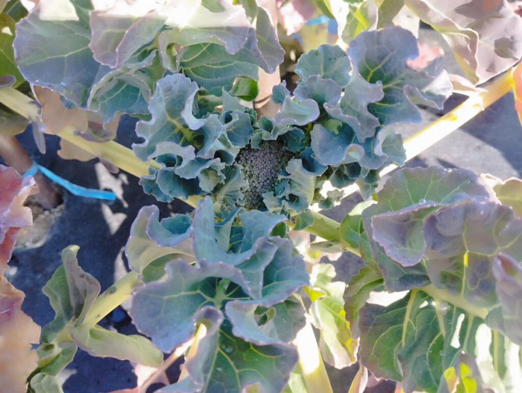 現在の野菜の栽培状況