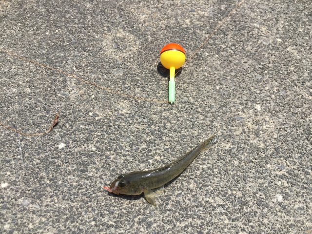 ウキ釣り（脈釣り）