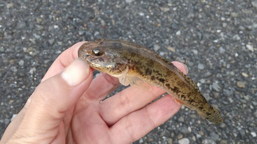 ハゼ釣りの基本的な釣り方とポイント