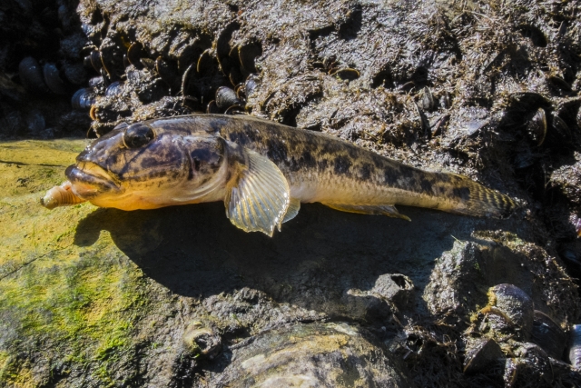 そもそもハゼってどんな魚？ハゼ釣りが初心者におすすめな理由