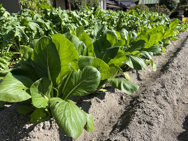 小松菜｜毎日少しずつ収穫できる万能野菜