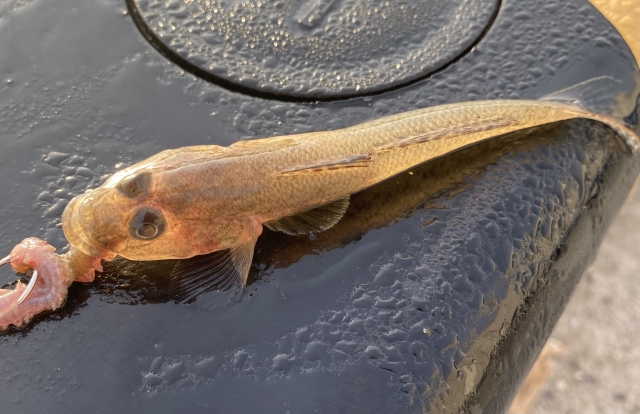 最後に…ハゼ釣りを楽しむために