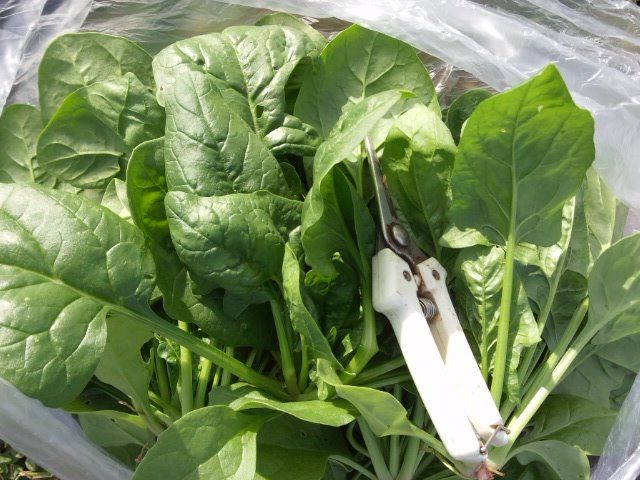食べ頃になったら収穫しよう