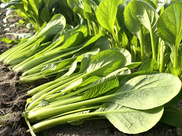 【まとめ】一年を通して小松菜栽培を楽しもう!
