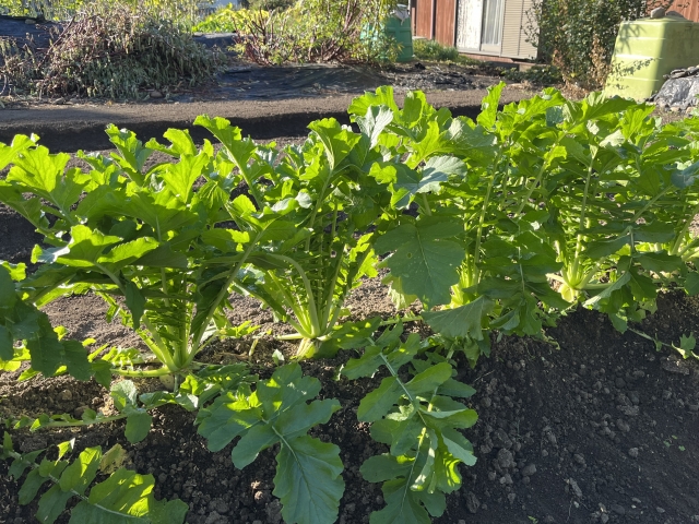 植え付け場所の選び方