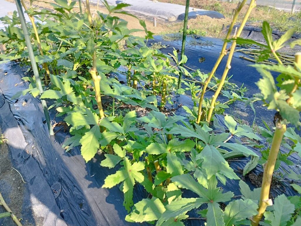 よくある質問と注意点