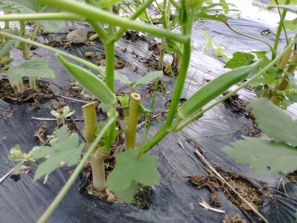 【補足】自分の家庭菜園の状況