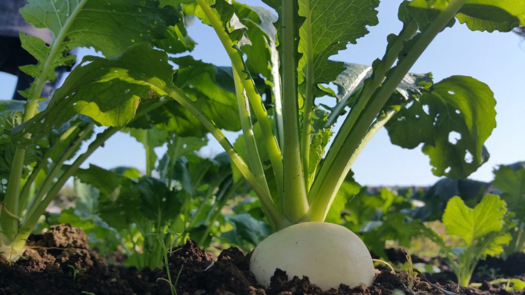 発芽後の管理(間引き・追肥・病害虫対策)